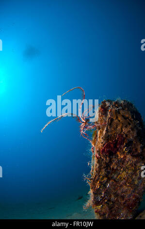 Conchiglia gigante immerso nella sabbia sotto il mare Foto Stock