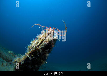 Conchiglia gigante immerso nella sabbia sotto il mare Foto Stock