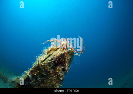 Conchiglia gigante immerso nella sabbia sotto il mare Foto Stock