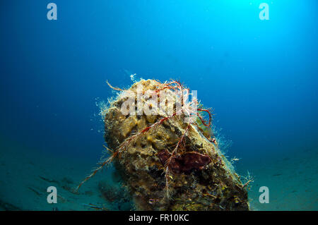 Conchiglia gigante immerso nella sabbia sotto il mare Foto Stock