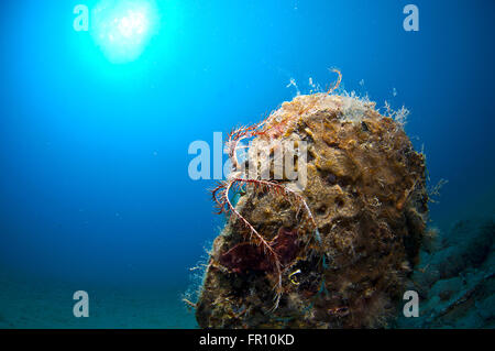 Conchiglia gigante immerso nella sabbia sotto il mare Foto Stock