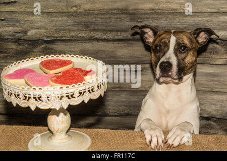 Cane a mendicare per le vacanze dei cookie Foto Stock