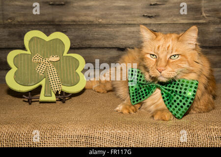 San Patrizio giorno cat Foto Stock