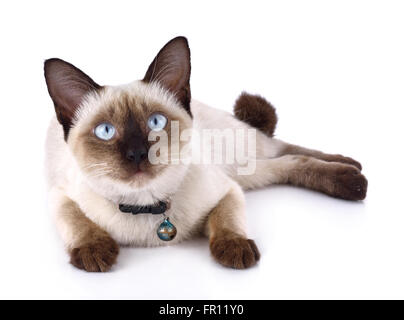 Un gatto thai è un tradizionale o old-style di gatto siamese gatto Foto Stock