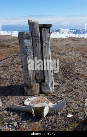 Osso tricheco, Cape Vankarem, Wrangel Island, Chukchi Sea, Russia Estremo Oriente Foto Stock