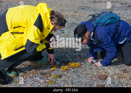 I turisti fotografare fiori sulla tundra, Cape Vankarem, Wrangel Island, Chukchi Sea, Russia Estremo Oriente Foto Stock