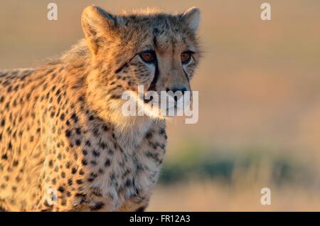 Giovani ghepardo (Acinonyx jubatus), Alert nella luce della sera, Kgalagadi Parco transfrontaliero, Northern Cape, Sud Africa e Africa Foto Stock
