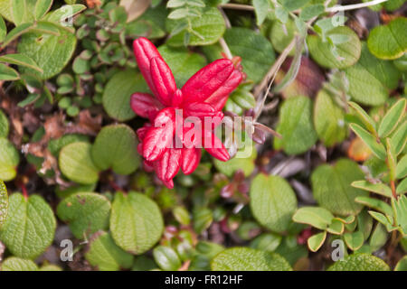 Fiori sulla tundra, Capo Dezhnev, la maggior parte orientale dell Eurasia, Estremo Oriente Russo Foto Stock