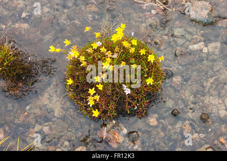 Piante e fiume del ghiacciaio della tundra Yttygran, isola, mare di Bering, Russia Estremo Oriente Foto Stock