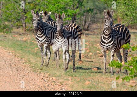 La Burchell zebre o pianure zebre (Equus quagga), in piedi sul bordo di una strada di ghiaia, Kruger National Park, Sud Africa Foto Stock