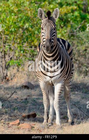 La Burchell zebra o pianure zebra (Equus quagga), ritratto, Kruger National Park, Sud Africa e Africa Foto Stock