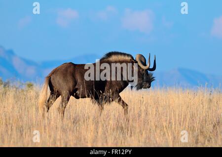 Nero (gnu Connochaetes gnou), maschio adulto, passeggiate in erba secca, Mountain Zebra National Park, Capo orientale, Sud Africa Foto Stock