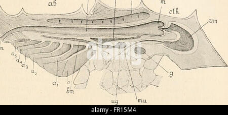 Libro di testo di anatomia comparata (1898) Foto Stock