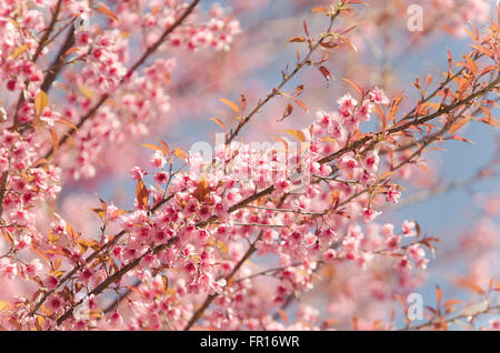 Wild Himalayan Cherry Foto Stock