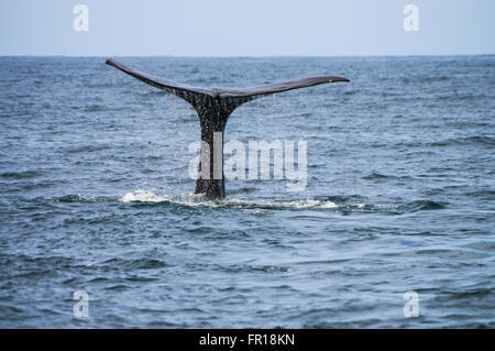 Sperma balena in Kaikoura, Nuova Zelanda Foto Stock