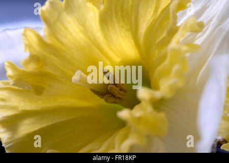 Primo piano del giallo e bianco daffodil fiore Foto Stock