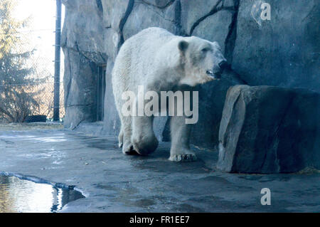 Orso polare Foto Stock