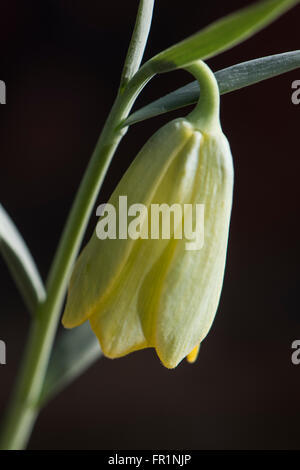 Fritillaria bithynica, crescendo nella coltivazione, Surrey, Regno Unito. Foto Stock