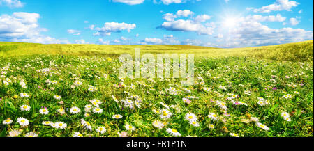 Il sole splende su un ampio prato verde con un sacco di fiori a margherita, con cielo blu e nuvole bianche in background Foto Stock