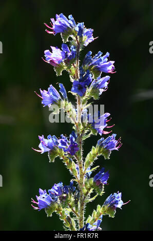 Una bella Viper dell bugloss spike REGNO UNITO Foto Stock