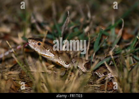 Copperhead estendentesi con la testa sollevata e la lingua di fuori. Bianco, marrone, rame, nero e giallo hightlights sull'erba Foto Stock