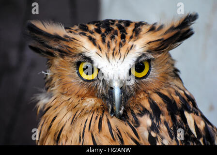 Buffy pesce civetta (Bubo ketupu) Foto Stock