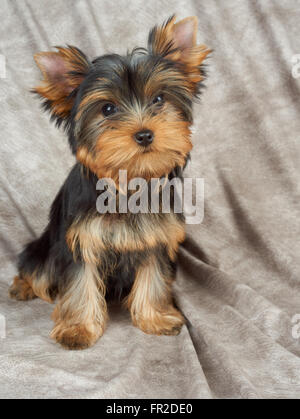 Cucciolo di Yorkshire Terrier sul tessuto beige Foto Stock