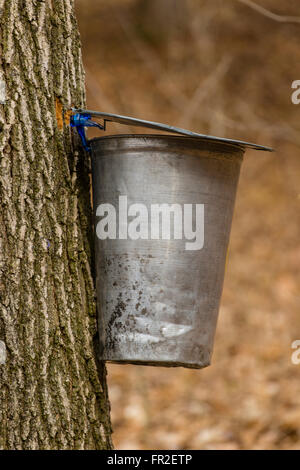 La raccolta maple sap in Ontario in Canada. Foto Stock