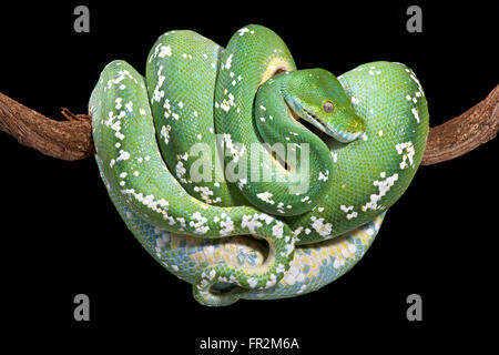 Green Tree python (Morelia viridis) Foto Stock