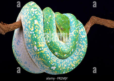 Green Tree python (Morelia viridis) Foto Stock