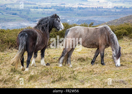 Semi selvatica Welsh pony di montagna su Hergest Ridge vicino a Kington, Herefordshire, Inghilterra. Foto Stock