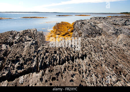 Alghe di colore giallo sul litorale durante la bassa marea in Nova Scotia, Canada Foto Stock