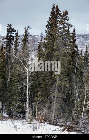 Abete rosso nero e aspen popolare di alberi con distante la caduta di neve, Alaska autostrada vicino Haines Junction, Yukon, Canada Foto Stock