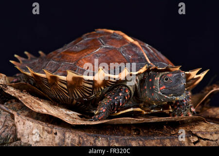 Tartaruga spinosa (Heosemys spinosa) Foto Stock