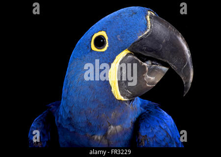 Ara Giacinto (Anodorhynchus hyacinthinus) Foto Stock