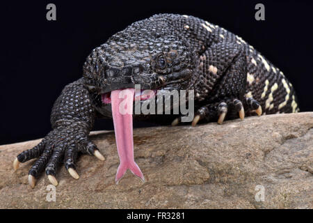 In perline guatemalteco lizard (Heloderma charlesbogerti) Foto Stock