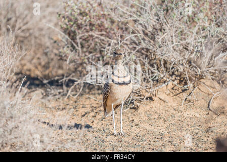 Un doppio courser nastrati, Smutsornis africanus o Rhinoptilus africanus, si mescola con i suoi dintorni. Foto Stock