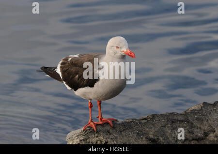 Un delfino gabbiano (Leucophaeus scoresbii) in allevamento piumaggio. Ushuaia, Tierra del Fuego, Argentina. Foto Stock