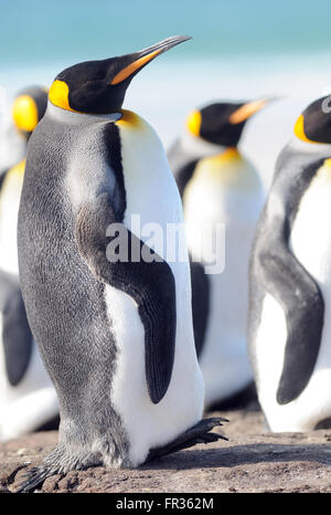 Un pinguino reale (Aptenodytes patagonicus) Appoggia la schiena sul suo breve coda rigida. Saunders Island, Isole Falkland. Foto Stock