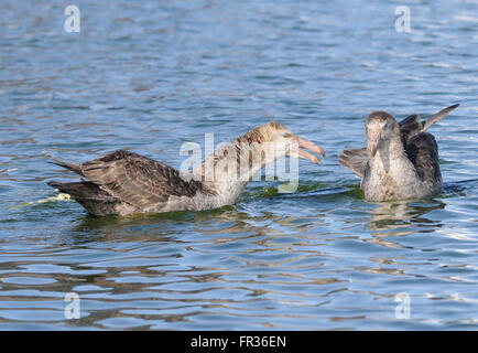 Due Northern papere giganti (Macronectes halli) diverbio su una carcassa di tenuta. Salisbury Plain, la Baia delle Isole della Georgia del Sud. 1 Foto Stock