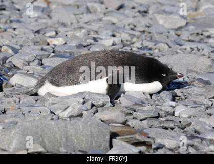 Un pinguino Adélie (Pygoscelis adeliae) si rilassa sulla spiaggia di Baia di speranza. Speranza Bay, l'Antartide. Foto Stock