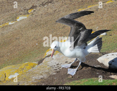 Un black-browed albatross (Thalassarche melanophris) si toglie dal suo nido sito aprendo le sue ali e rivolta verso il vento costante. Foto Stock