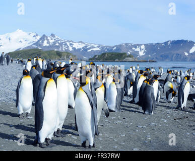 Re pinguini (Aptenodytes patagonicus) sulla spiaggia vicino la loro colonia nidificazione. Salisbury Plain, la Baia delle Isole della Georgia del Sud. Foto Stock