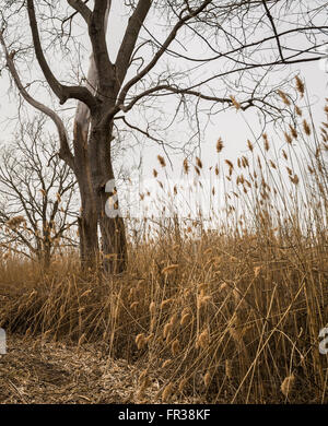 Un letto di lamelle di Comune (Phragmites australis) in Jamaica Bay Wildlife Refuge, New York, in inverno con un albero con foglie di n. Foto Stock