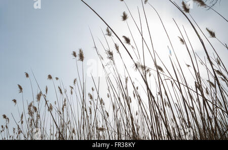 Guardando verso un letto di lamelle di Comune (Phragmites australis) contro il sole Foto Stock