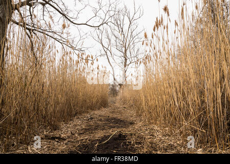 Percorso attraverso ance comune (Phragmites australis) in Jamaica Bay Wildlife Refuge, New York, in inverno Foto Stock