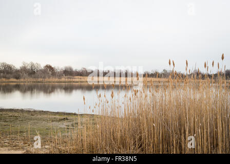 Vista su tutta la West stagno al Jamaica Bay Wildlife Refuge in New York, con lamelle di Comune (Phragmites australis) in primo piano Foto Stock