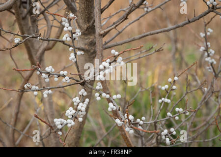 Bayberry settentrionale (Myrica pensylvanica) arbusto ad albero in inverno, con bianco-argento e bacche e fogliame n. Foto Stock