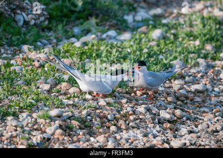 Un comune Tern coppia (Sterna hirundo) come il maschio passa un pesce alla femmina durante il corteggiamento. Porto di segale, East Sussex, Regno Unito Foto Stock