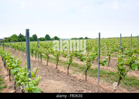 Scenario idilliaco presso la regione vinicola Rheinhessen intorno Loerzweiler nel Palatinato in Germania Foto Stock